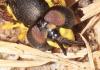 Chrysotoxum intermedium